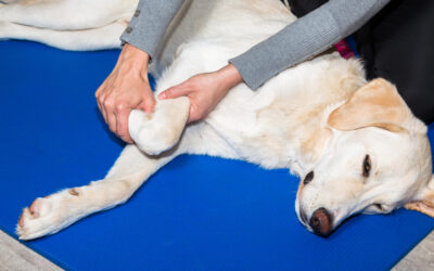 Physiotherapie