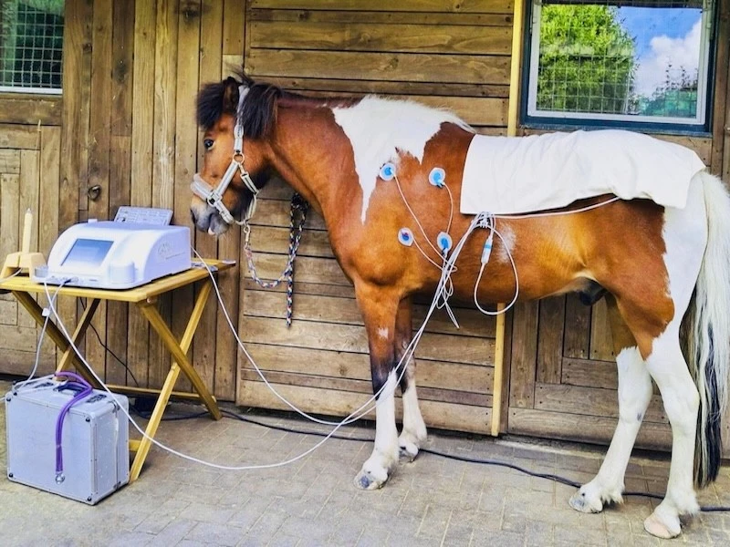 Pferd2